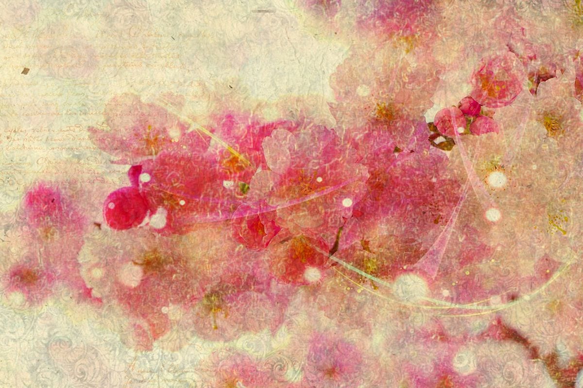 For the Love of Japan: ‘The Sakura Obsession’