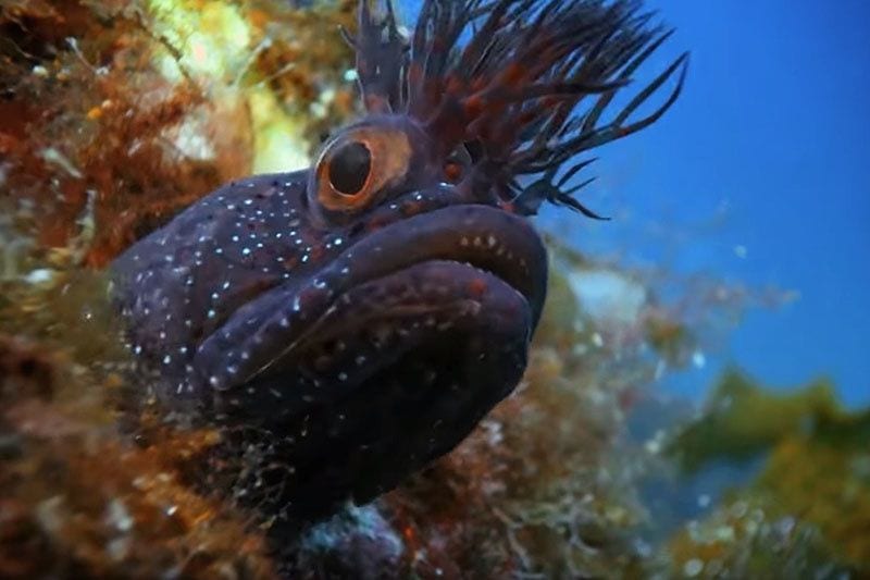 Bridging the Ontological Gap: The Appeal to Emotion in the BBC’s ‘Blue Planet II’