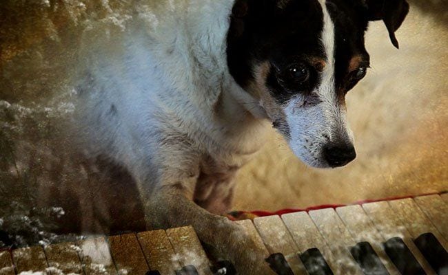 ‘Heart of a Dog’: The Sublime Journey of Lolabelle