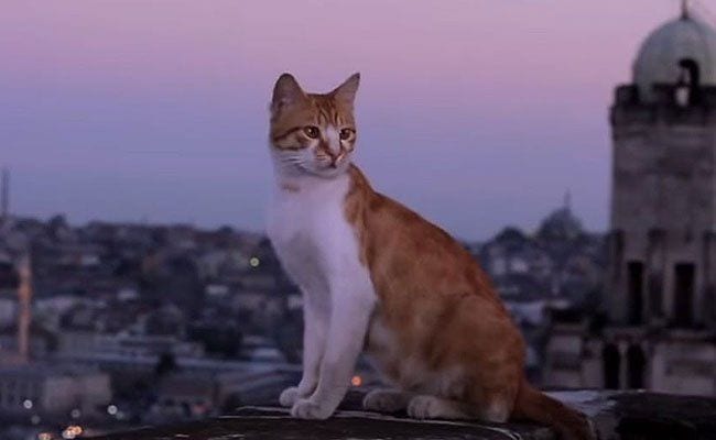 kedi-ceyda-torun-cool-cats-istanbul