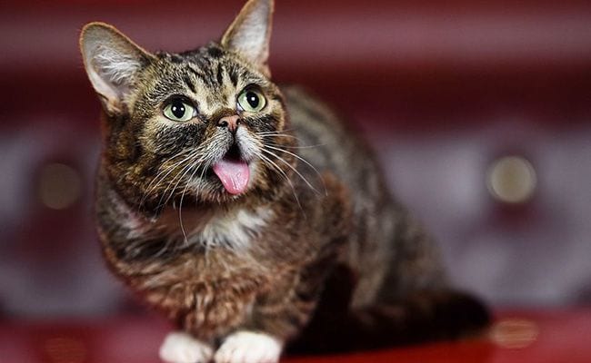 Lil Bub: Science and Magic: A Soundtrack To The Universe
