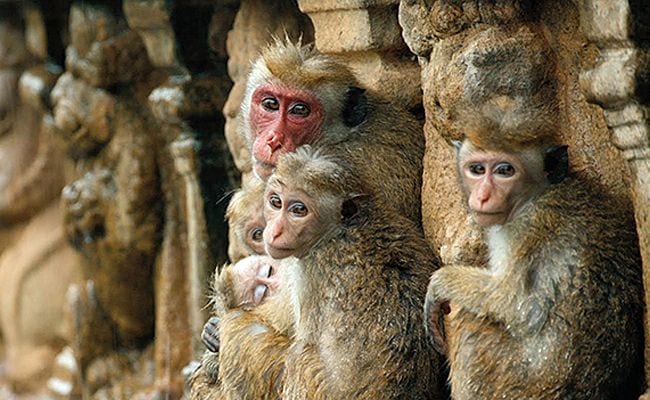 192471-monkey-kingdom-disneynature-strikes-again