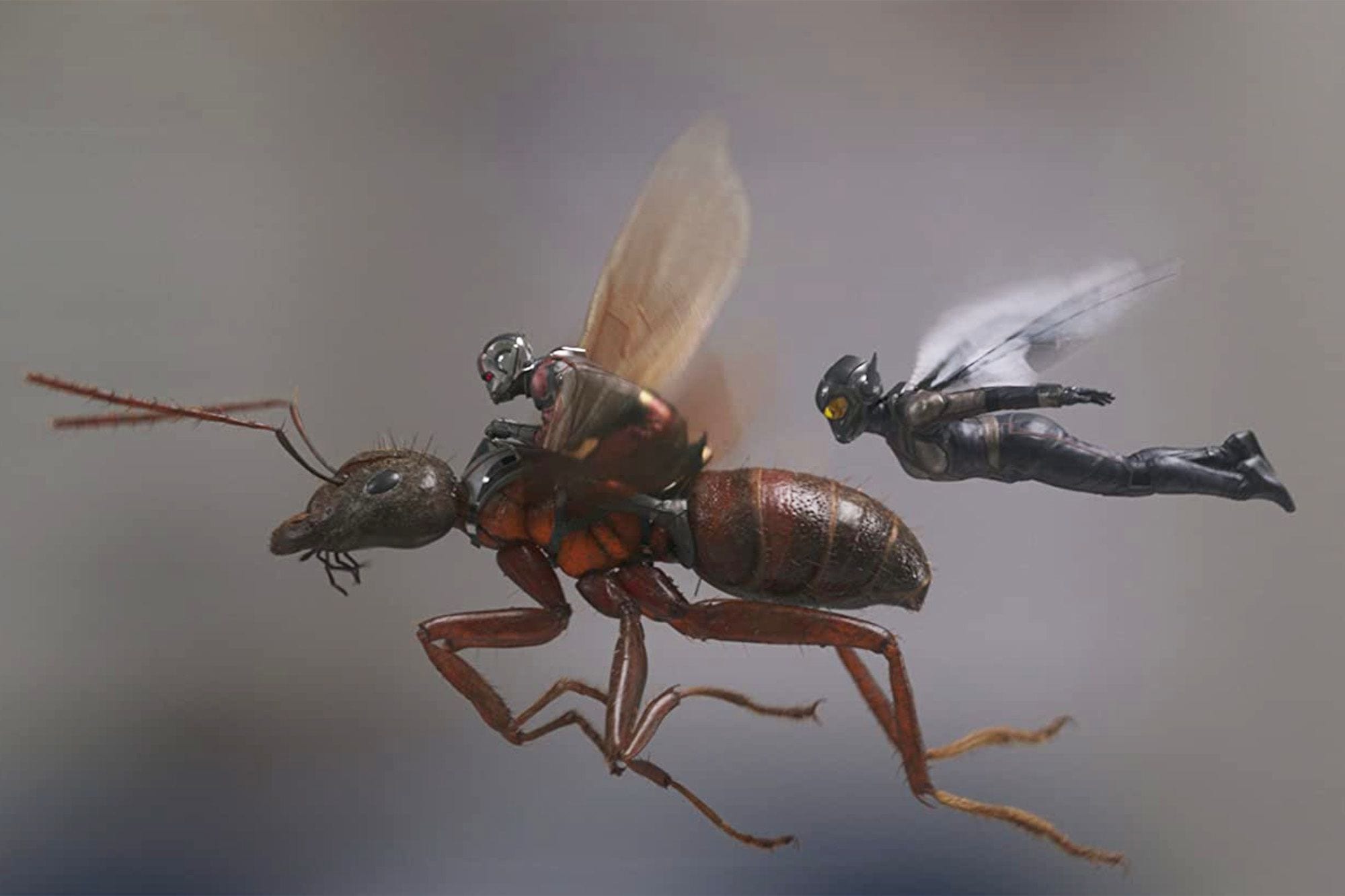 Ant-Man and the Wasp - Wikipedia