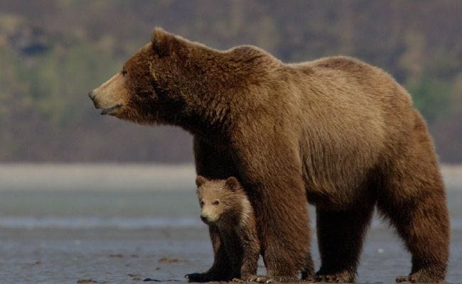 180886-nature-with-narrative-disneynatures-bears