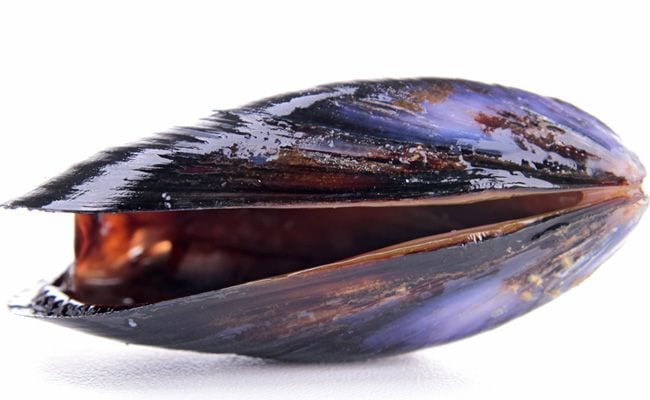 Tuesday Night Test Drive: Mussels in Cider