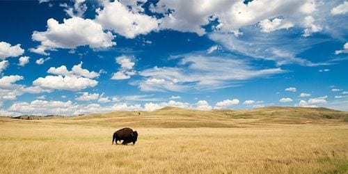 Where the Buffalo Still Roam: 'Great Plains: America's Lingering